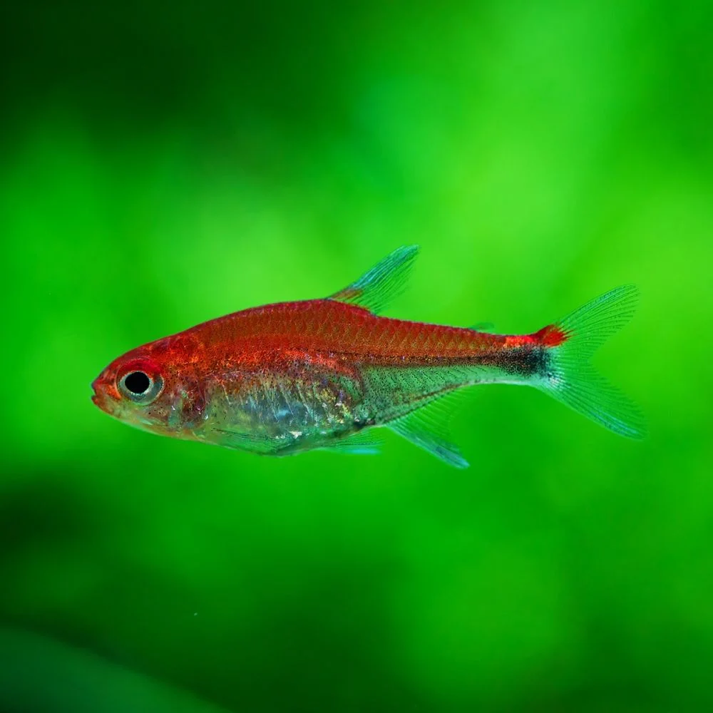 Ruby Tetra - Axelrodia riesei
